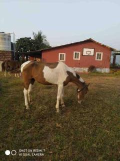 MARS Jungle Adventure Stud Farm with Private Jacuzzi - - 5