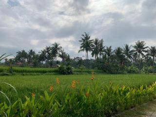Beautiful New Villa In Ubud 3BR - 0