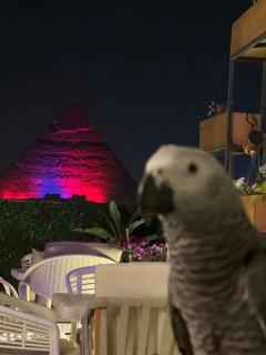Pyramids top view - Il Cairo - 0