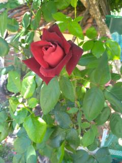 Martha's Villa - Nea Iraklitsa - 3