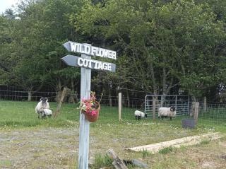 Clifden Wildflower Cottage - Clifden Countryside Lettings - 7