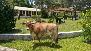 Hotel Fazenda Ceu Aberto - Gravatá - 2