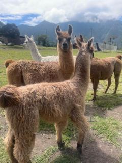 Dogsland Bellevue - Bienvenidos - Ferienwohnungen - Quito - 2