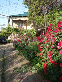 Colourful Udabno - 9