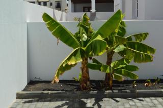 Apartamento PLAYA HONDA I Home Beach - Playa Honda - 6