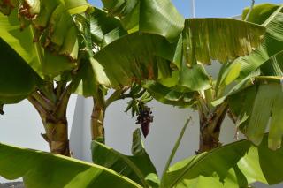 Apartamento PLAYA HONDA I Home Beach - Playa Honda - 7