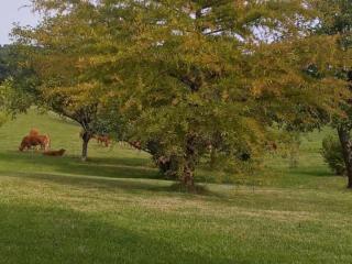 Maison à Hautefort avec clim, vélos gratuits, animaux admis - FR-1-616-164 - 6