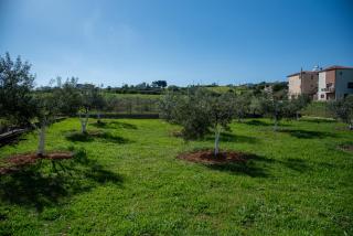 Villa Olivo - Alexandroúpolis - 9