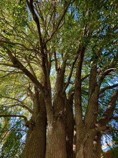 MAITEN Esquel - Esquel - 0