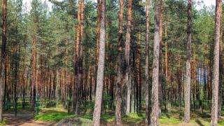 House in pine forest 6 - Gauja - 1