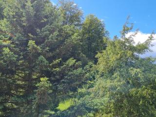 birds-nest Ferienhaus Balkon Waldblick Kamin - 6