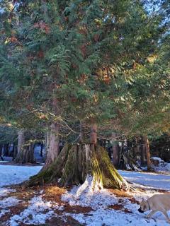 Ahrs Creek Retreat In the Timber - Saint Maries - 1