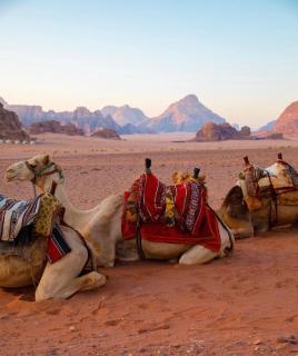 Orgoan camp wadirum - Disah - 4