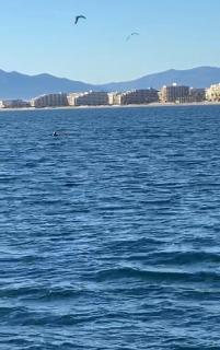Studio Sympa - Canet-en-Roussillon - 9