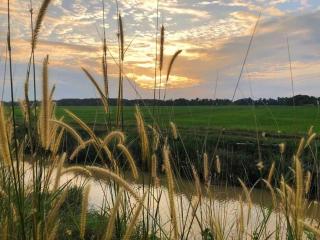 Dangau Tokwan - Pokok Sena - 6
