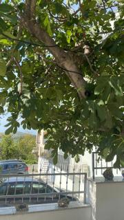 Apartman Antonia - Zaboric - 8