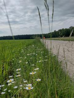 Zielone Zacisze - Wierzchucino - 3