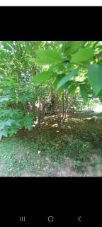 Forest World - Bregana - 4