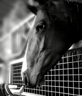 B&B Haras de la Cour Fleury - Saint-Michel-de-Livet - 4