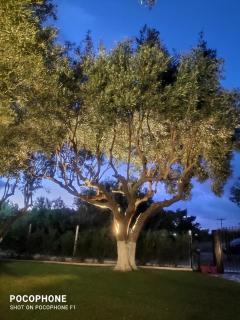 Olive TreeHouse - Nea Potidaea - 7