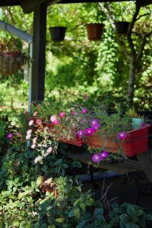 O Cantinho de Coura - a cabana - 5