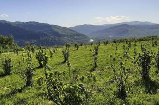 Maszkowice Domek nad Dunajcem na szczycie gory - - 8