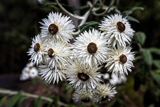The Cabin Barrington Tops Your Eco Place in Nature - Chichester - 3