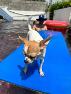 Little3 Hua-Hin Private poolvilla from beach 3km , dog can enjoy swimming pool - Hua Hin - 3