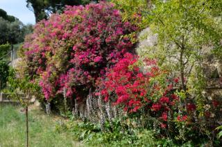 Mas Sainte Marie - Tolone - 1