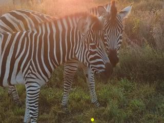 Little Dinokeng Bush Lodge - 9