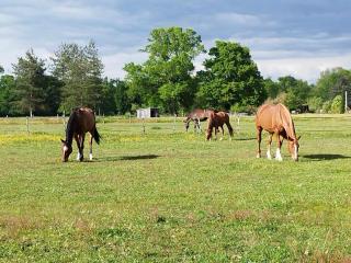 Maison charmante avec jardin - Coutras - 7