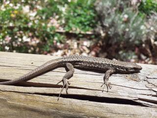 Casa FontaGusta - Nature Hideaway & Digital Detox - Lake Idro & Piccoli Dolomiti - Lavenone - 1