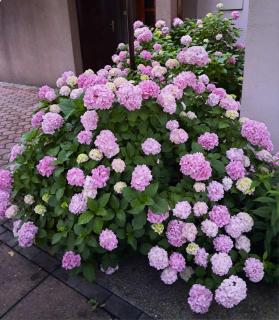 Apartment Beso - Mostar - 7