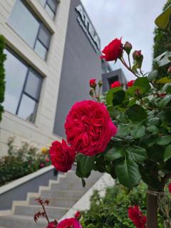 Dream sea apartment 2 - Kavarna - 9