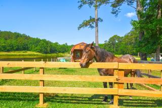 Lakeside Farm Sanctuary! 30-Acre Benson Retreat - 9