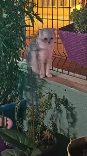 NEŞELİ APART BAHÇE CAFE - Seferihisar - 6