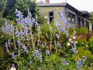 Tranquil Garden Cottage - South Hobart - Hobart - 7