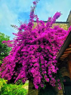 Villa Arca - Les Arcs-sur-Argens - 4