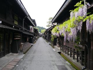 高山ステイ 杜若 かきつばた - 1