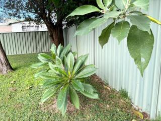 Bowerbird Cottage - Camberwarra - 5
