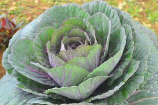 Sky Breeze Nuwara Eliya, Sri Lanka - 2