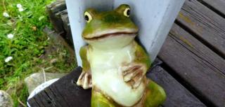 Moorfrosch - Userin - 7