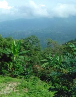 Casa Finca Cafetera La Alicia Minca - Santa Marta - 6