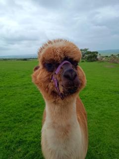 Short & Sweet Alpaca Retreat - Penrhos-Lligwy - 8