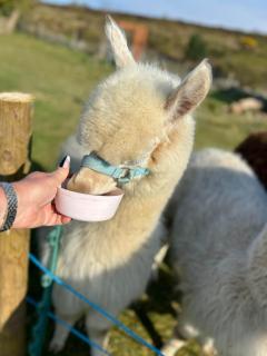 Short & Sweet Alpaca Retreat - Penrhos-Lligwy - 7