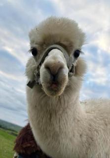 Short & Sweet Alpaca Retreat - Penrhos-Lligwy - 6