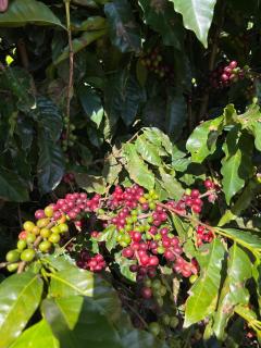 Hotel Fazenda em Brotas - HFR - 4