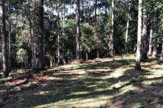 WolfsHaus sua família feliz junto à natureza - Campina Grande do Sul - 6