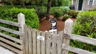 The Sleepy Pup by Seabrook Hospitality - Pacific Beach - 9