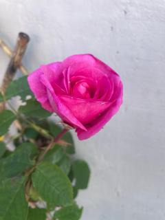 Coastal Joy - Room 4 - 6